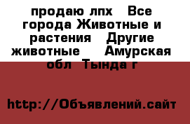 продаю лпх - Все города Животные и растения » Другие животные   . Амурская обл.,Тында г.